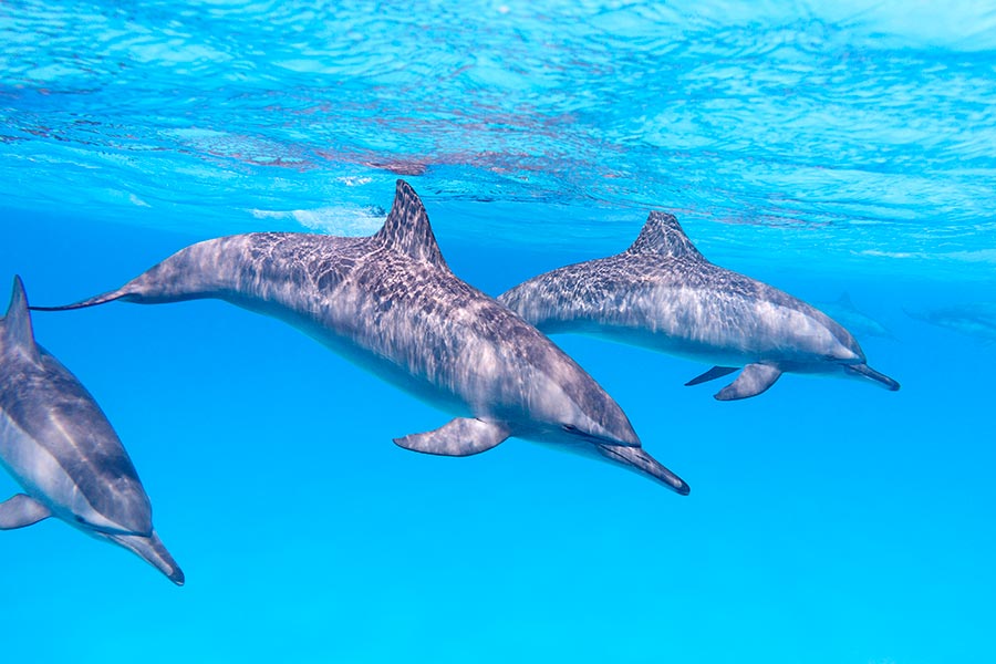 Ontdek dolfijnen in de Rode Zee